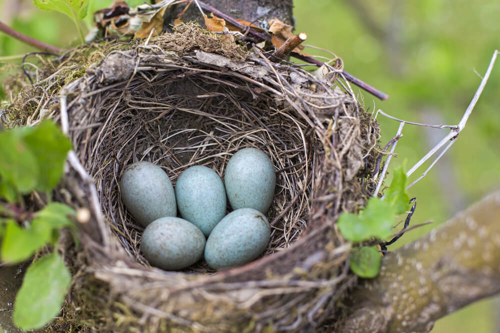 Bird nest